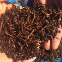 Buy Live Red Wiggler Composting Worms in the USA | Do It With Worms